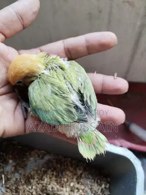 Lovebird Baby Tame Size