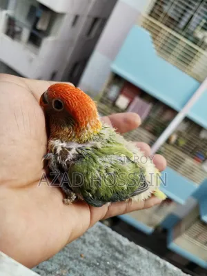 Lovebird Baby Tame Size
