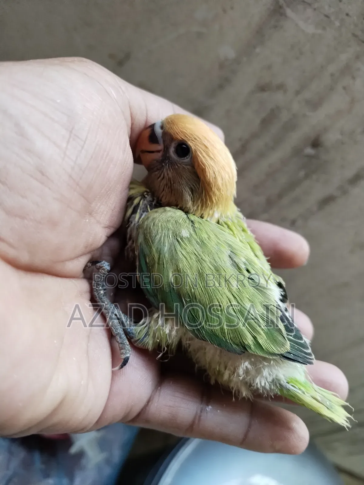 Lovebird Baby Tame Size