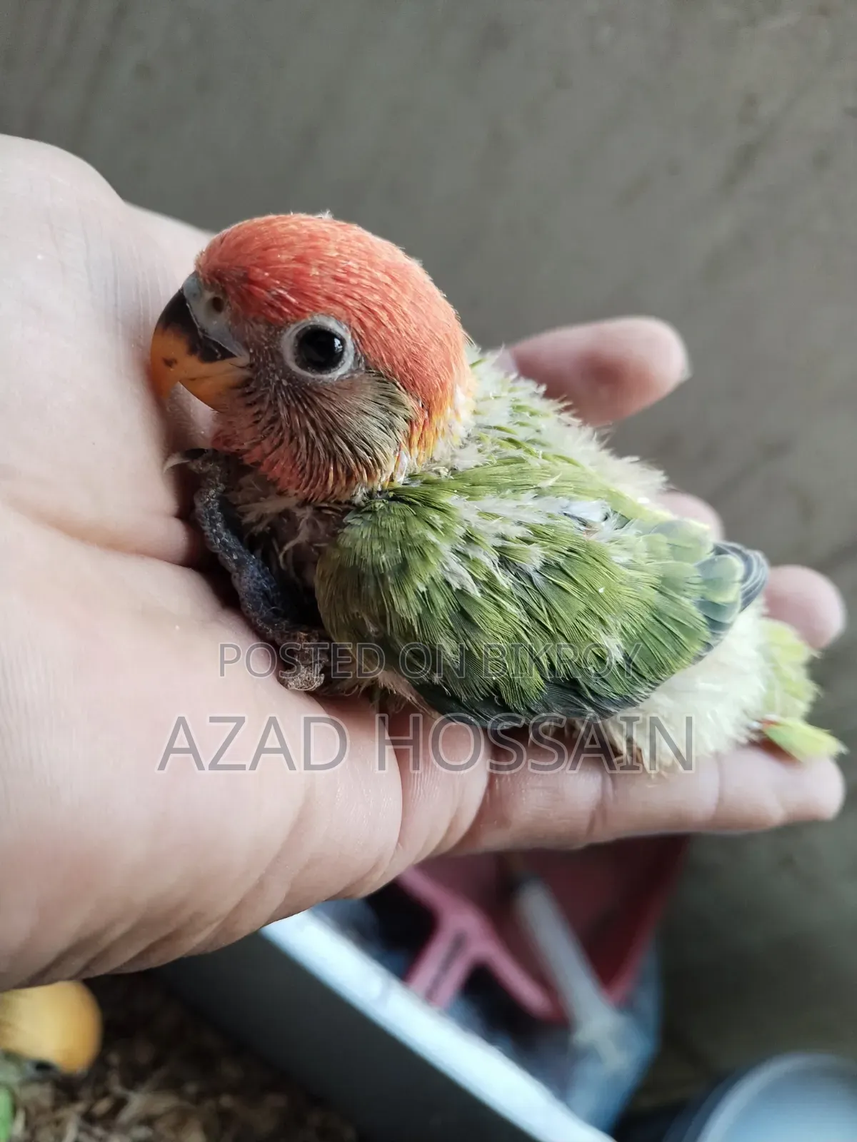 Lovebird Baby Tame Size