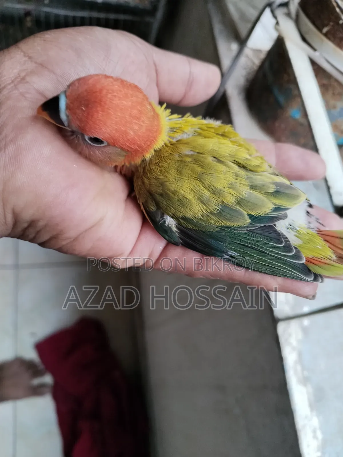 Lovebird Baby Tame Size