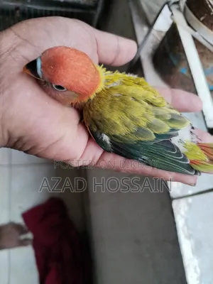 Lovebird Baby Tame Size