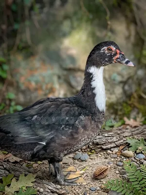 Chinese duck of local breed at home