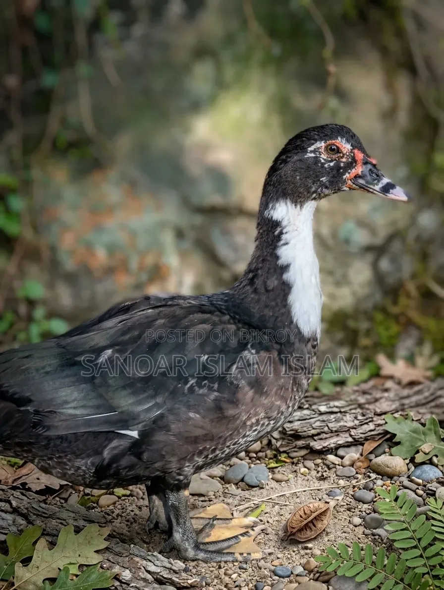 Chinese duck of local breed at home