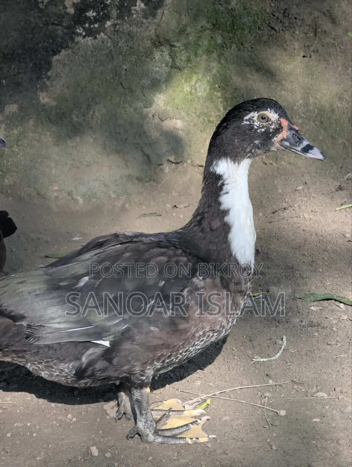 Local Muscovy Duck