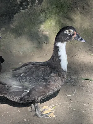 Local Muscovy Duck