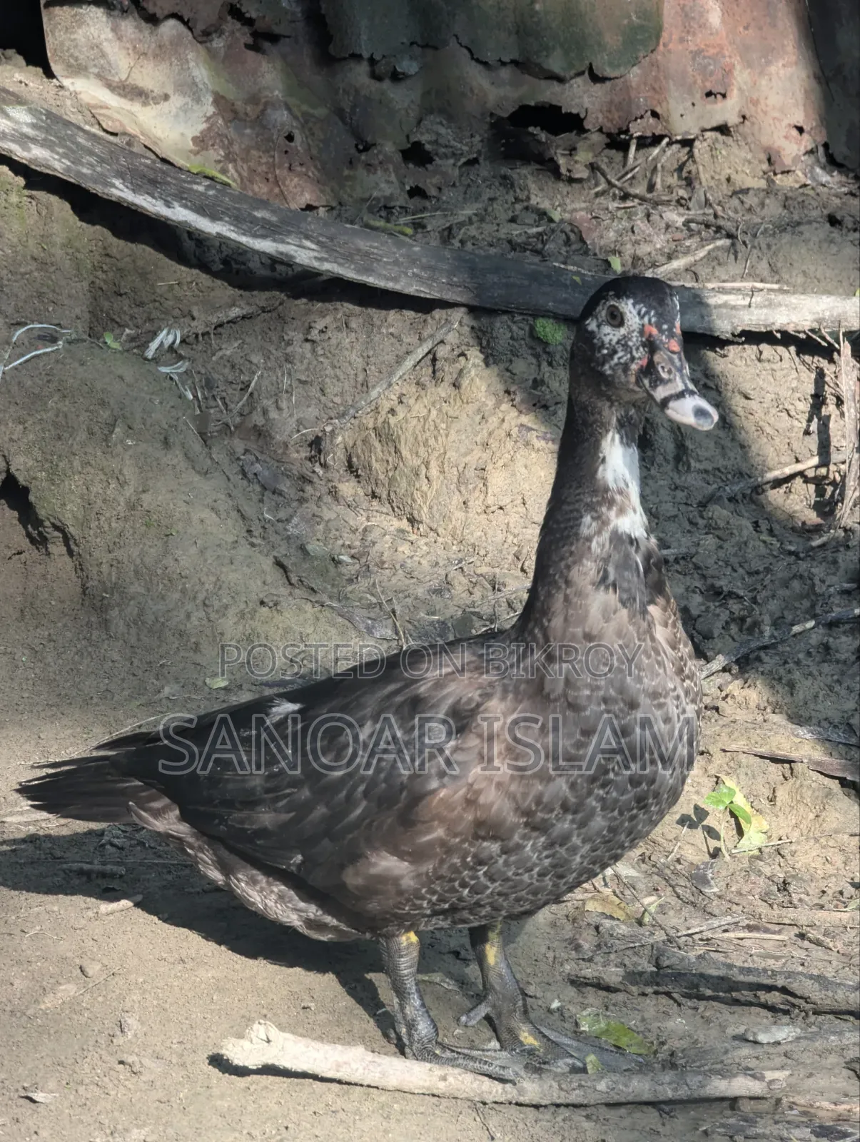 Local Muscovy Duck