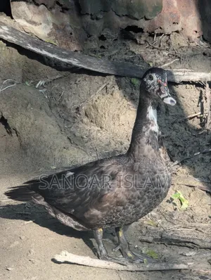 Local Muscovy Duck