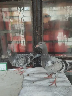 Maxi Pigeon Pair and Their Babies