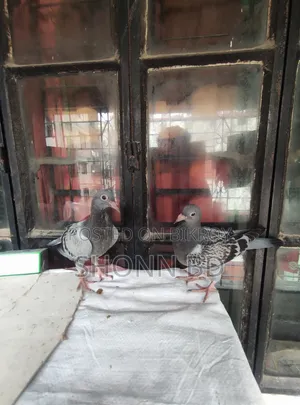 Maxi Pigeon Pair and Their Babies