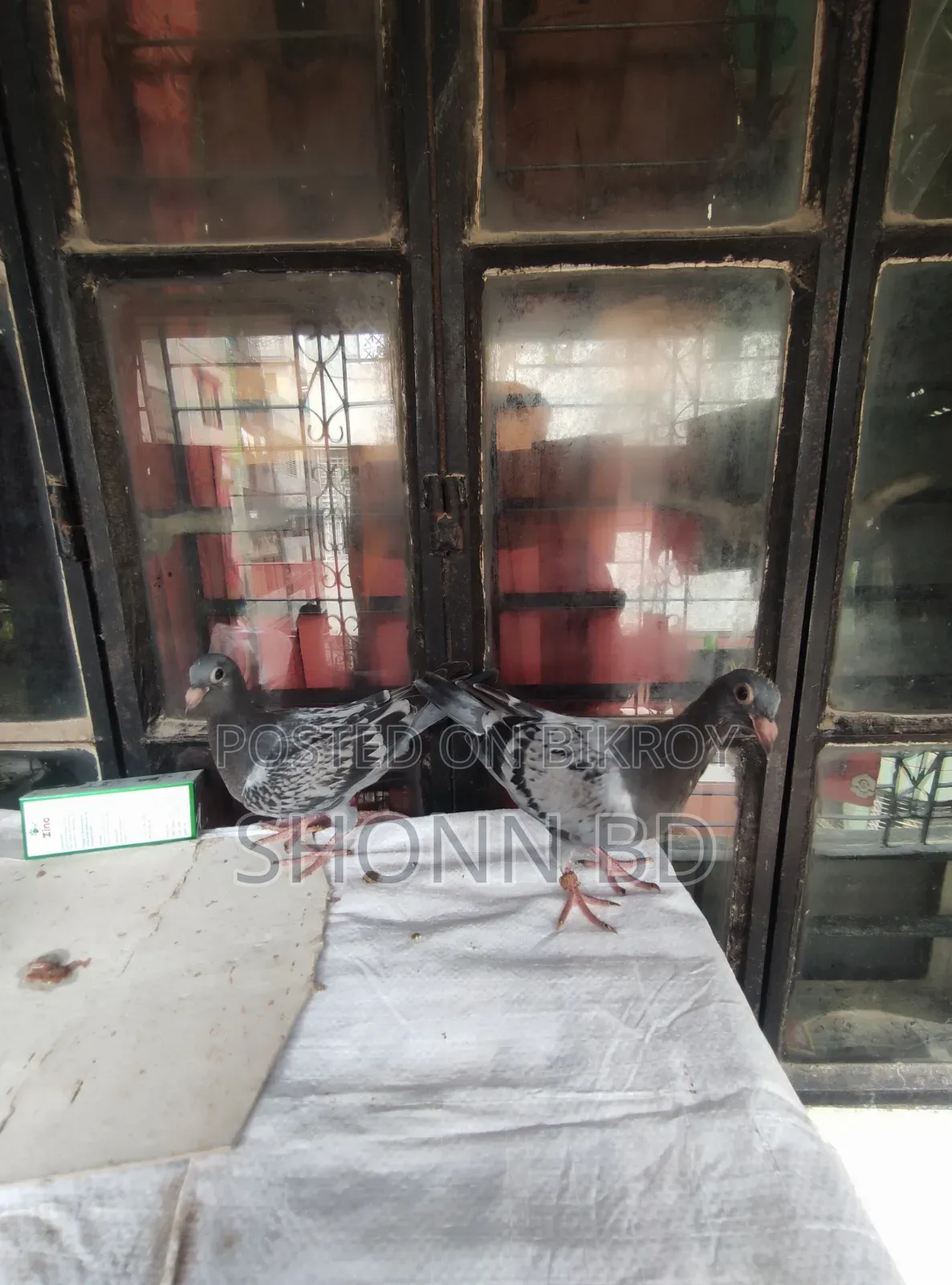Maxi Pigeon Pair and Their Babies