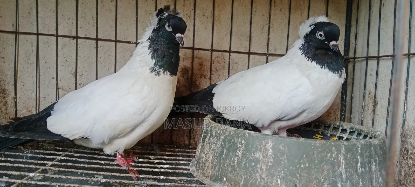 Nun Pigeons Running Pair