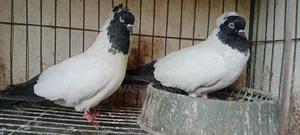 Nun Pigeons Running Pair