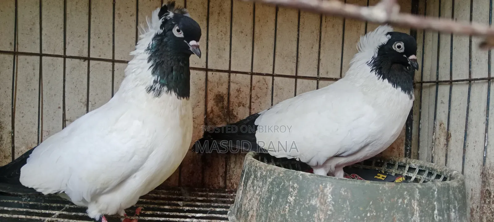 Nun Pigeons Running Pair