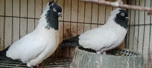 Nun Pigeons Running Pair