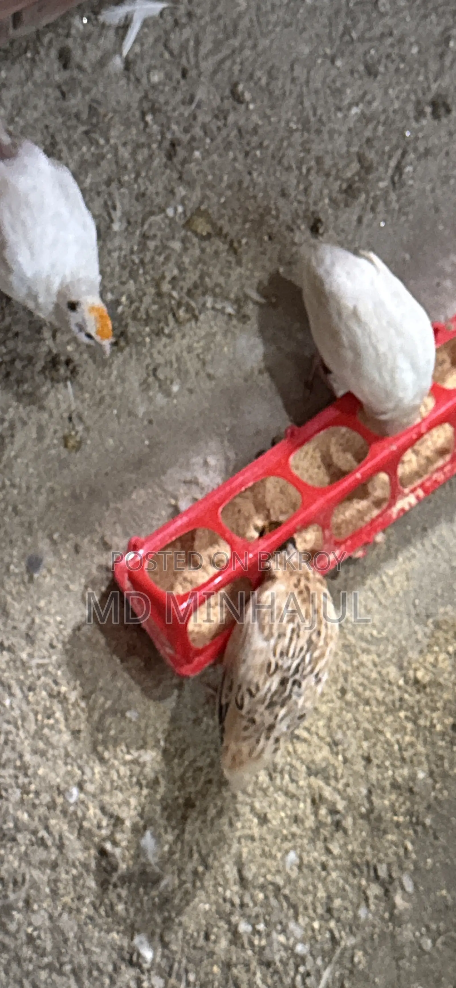 Quail European Giant Coturnix