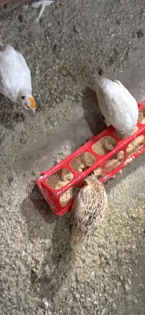 Quail European Giant Coturnix