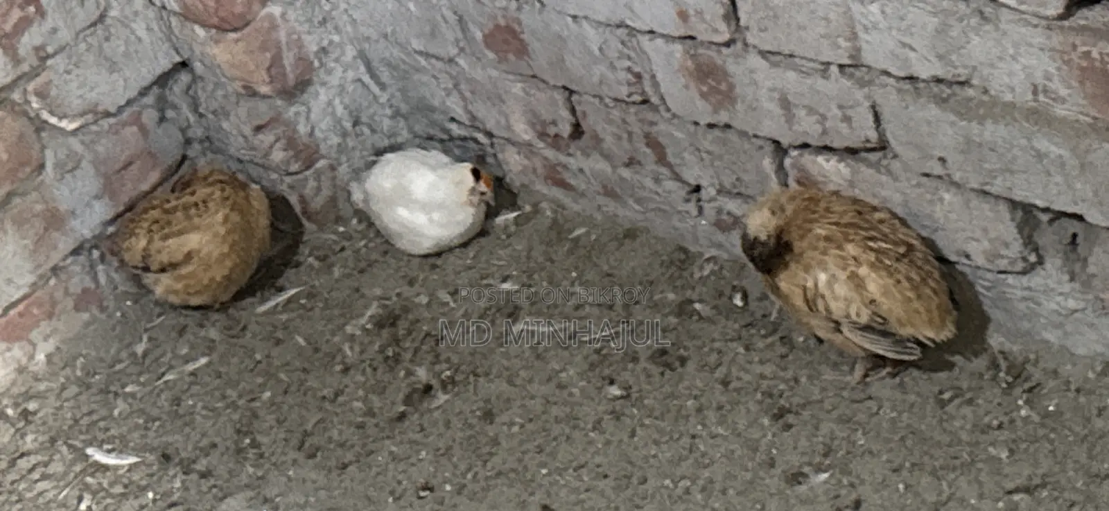 Quail European Giant Coturnix