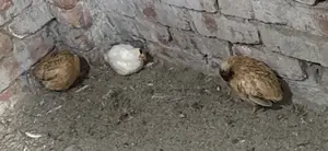 Quail European Giant Coturnix