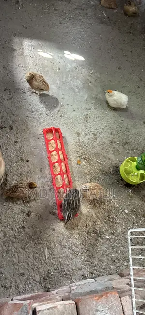 Quail European Giant Coturnix