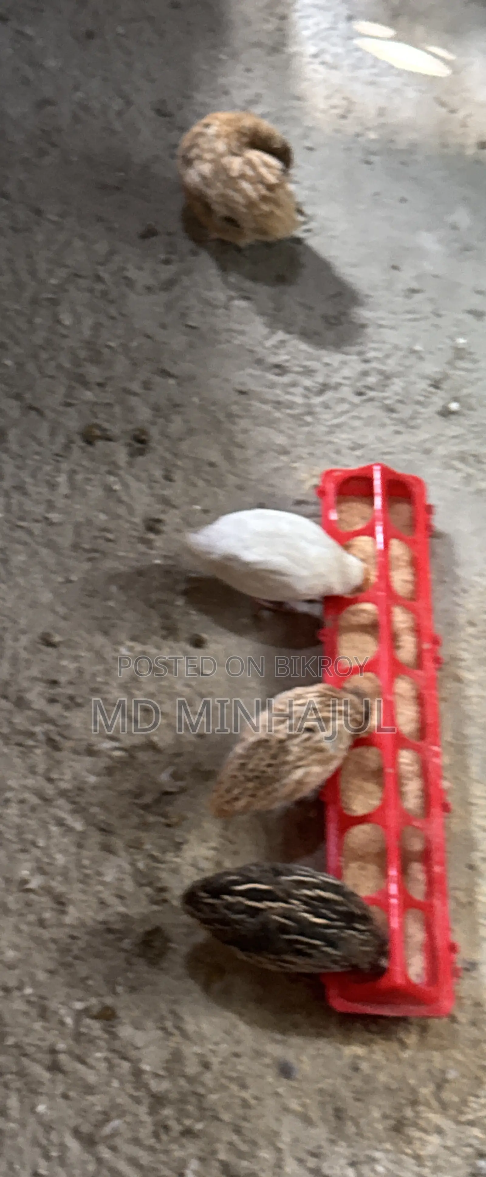 Quail European Giant Coturnix