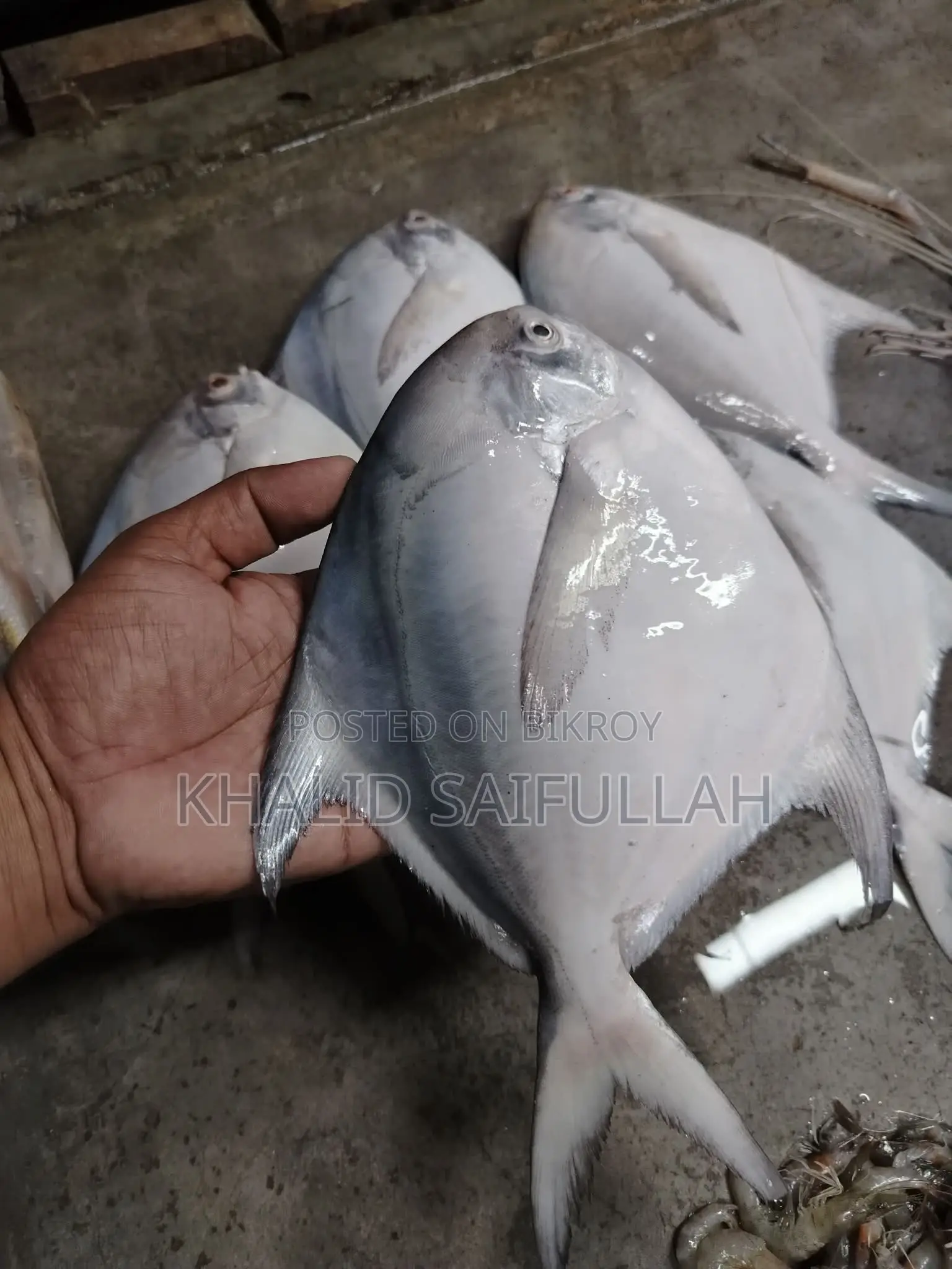 রুপচাঁদা মাছ ৫/৬ পিস কেজিতে অথবা ৮/৯ পিস কেজিতে