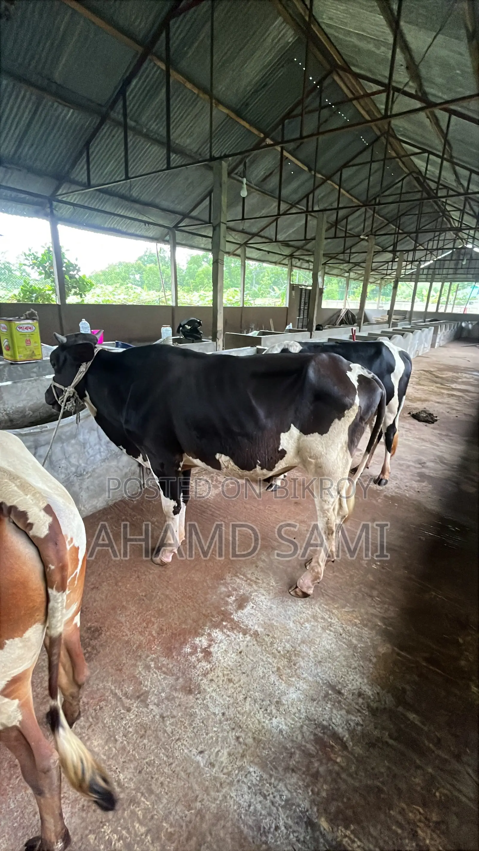 Some cows will be sold