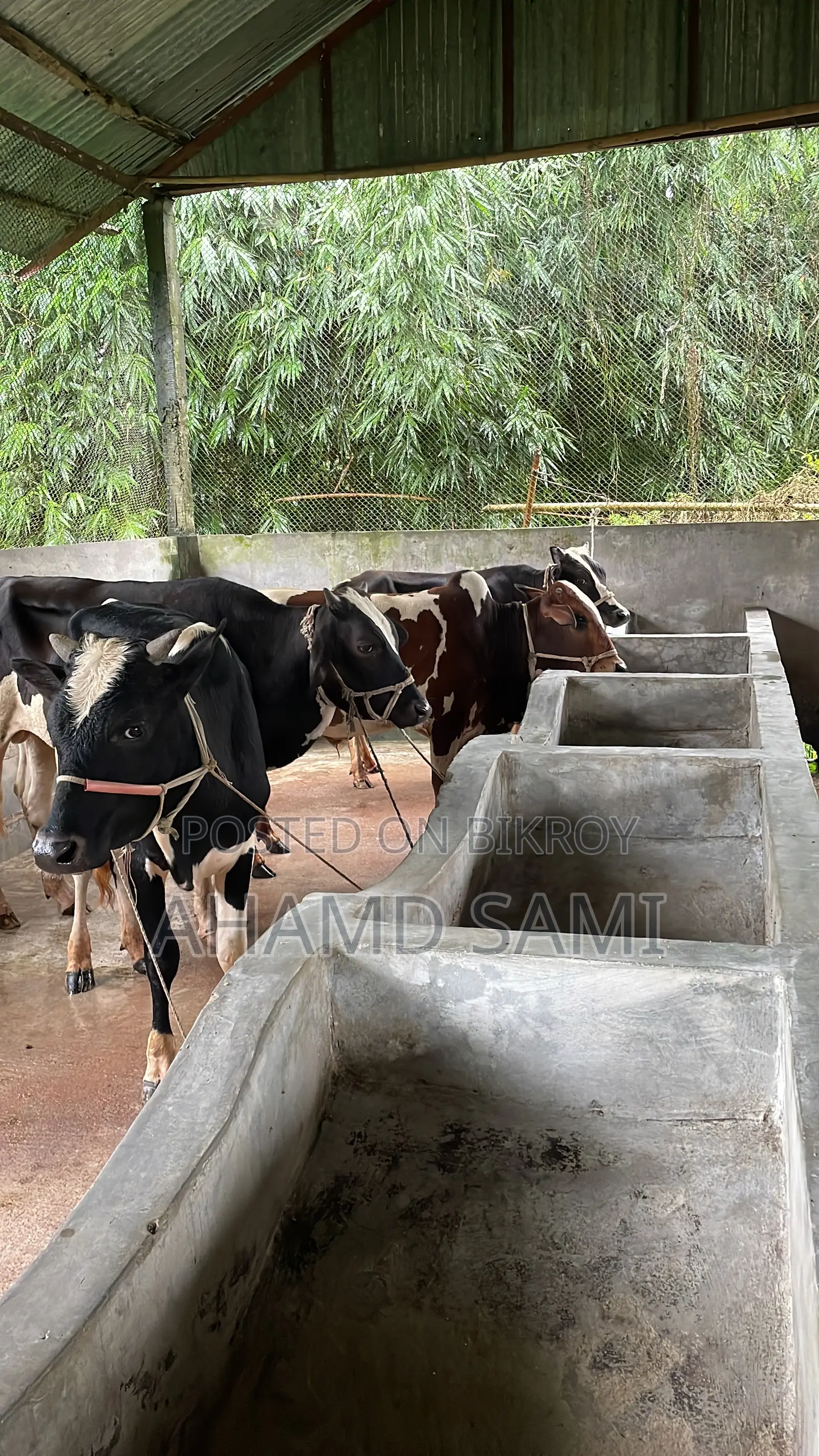 Some cows will be sold