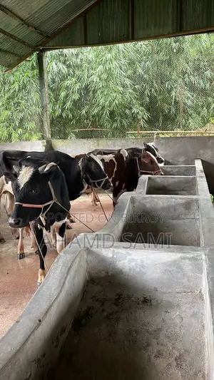 Some cows will be sold