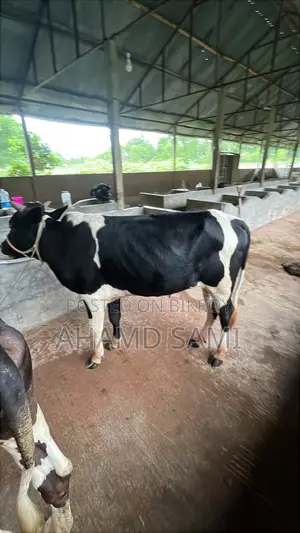Some cows will be sold