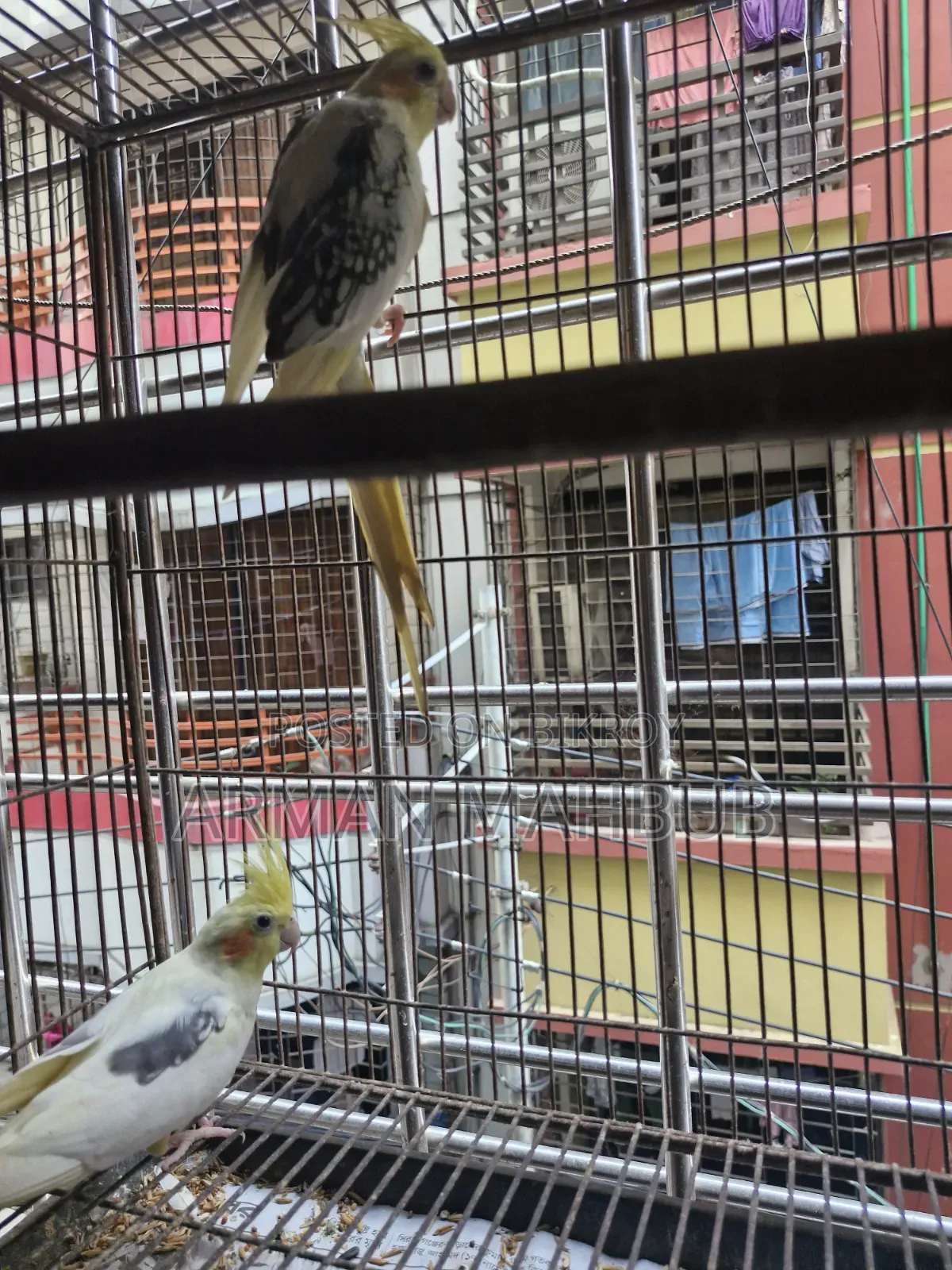 Lutino v Pied Breeding Pair