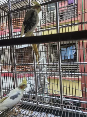 Lutino v Pied Breeding Pair