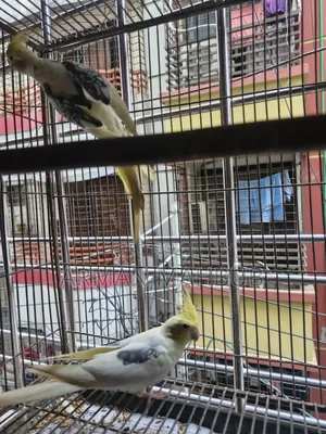 Lutino v Pied Breeding Pair