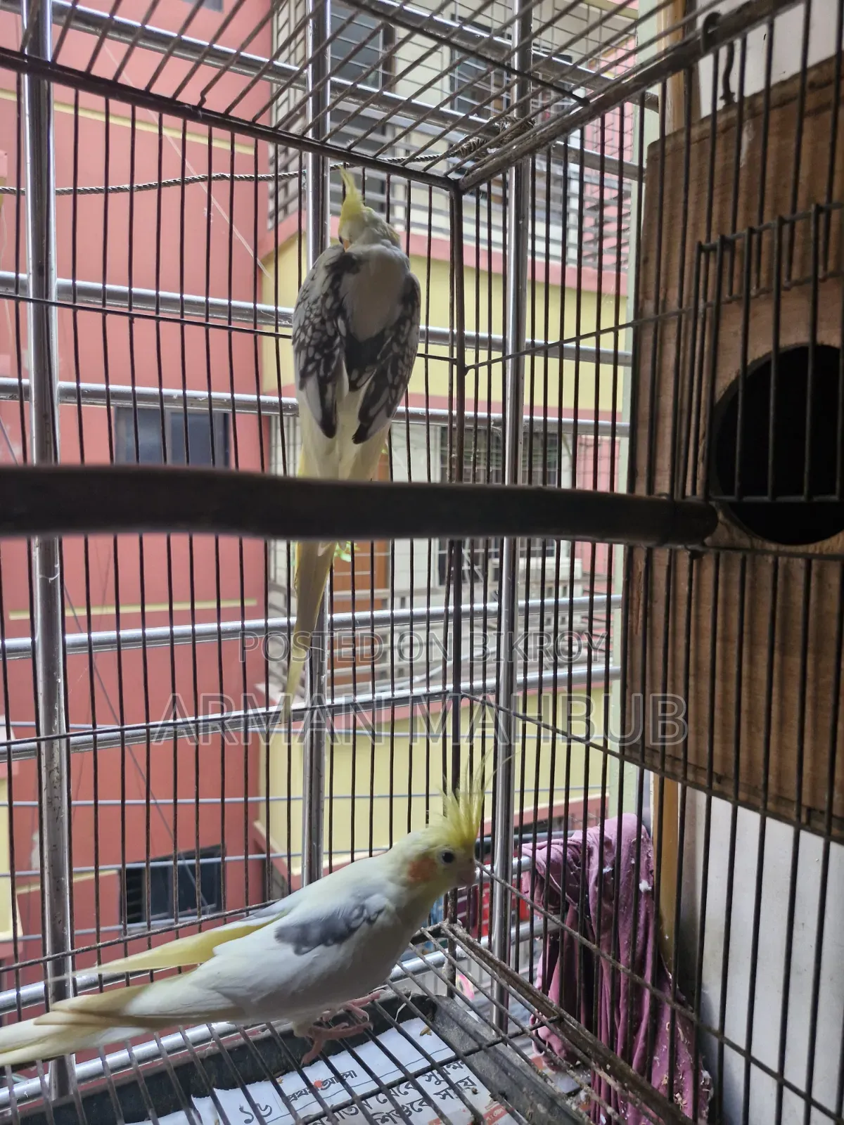 Lutino v Pied Breeding Pair