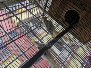 Lutino v Pied Breeding Pair