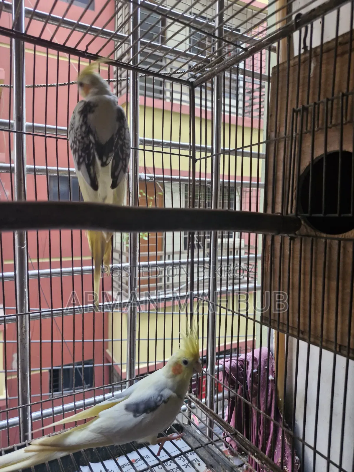 Lutino v Pied Breeding Pair