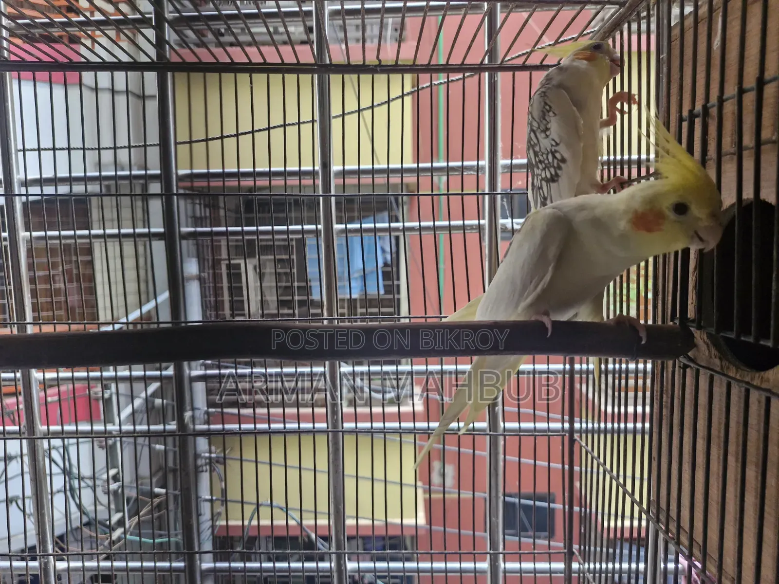 Lutino v Pied Breeding Pair