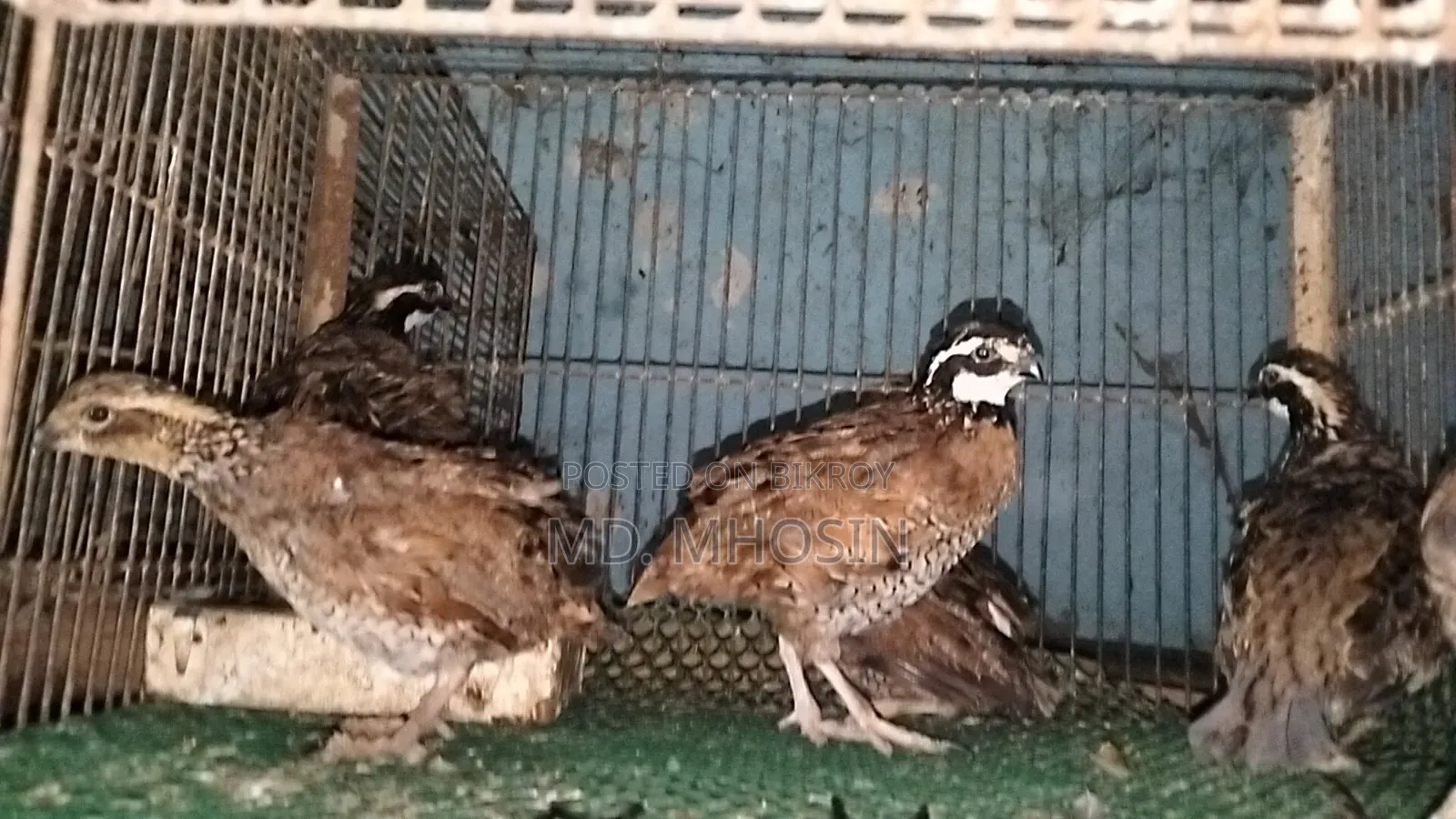 Running Bobwhite Quail