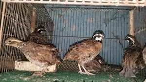 Running Bobwhite Quail