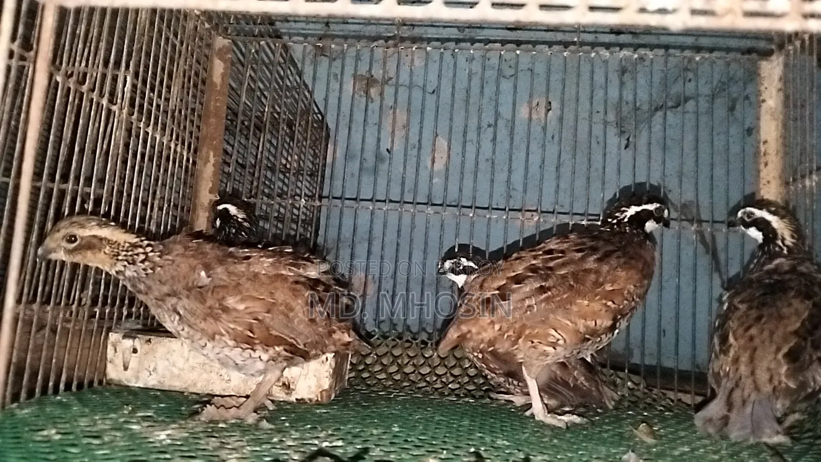 Running Bobwhite Quail