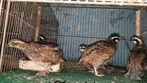 Running Bobwhite Quail