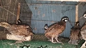 Running Bobwhite Quail