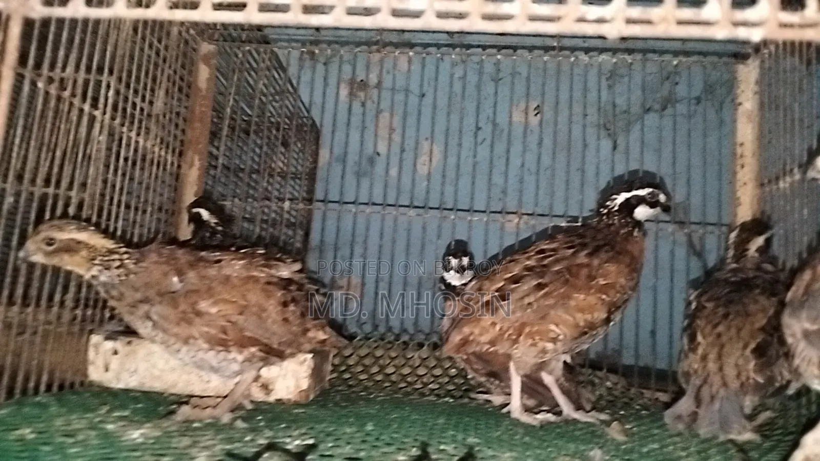 Running Bobwhite Quail
