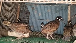 Running Bobwhite Quail