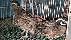 Running Bobwhite Quail