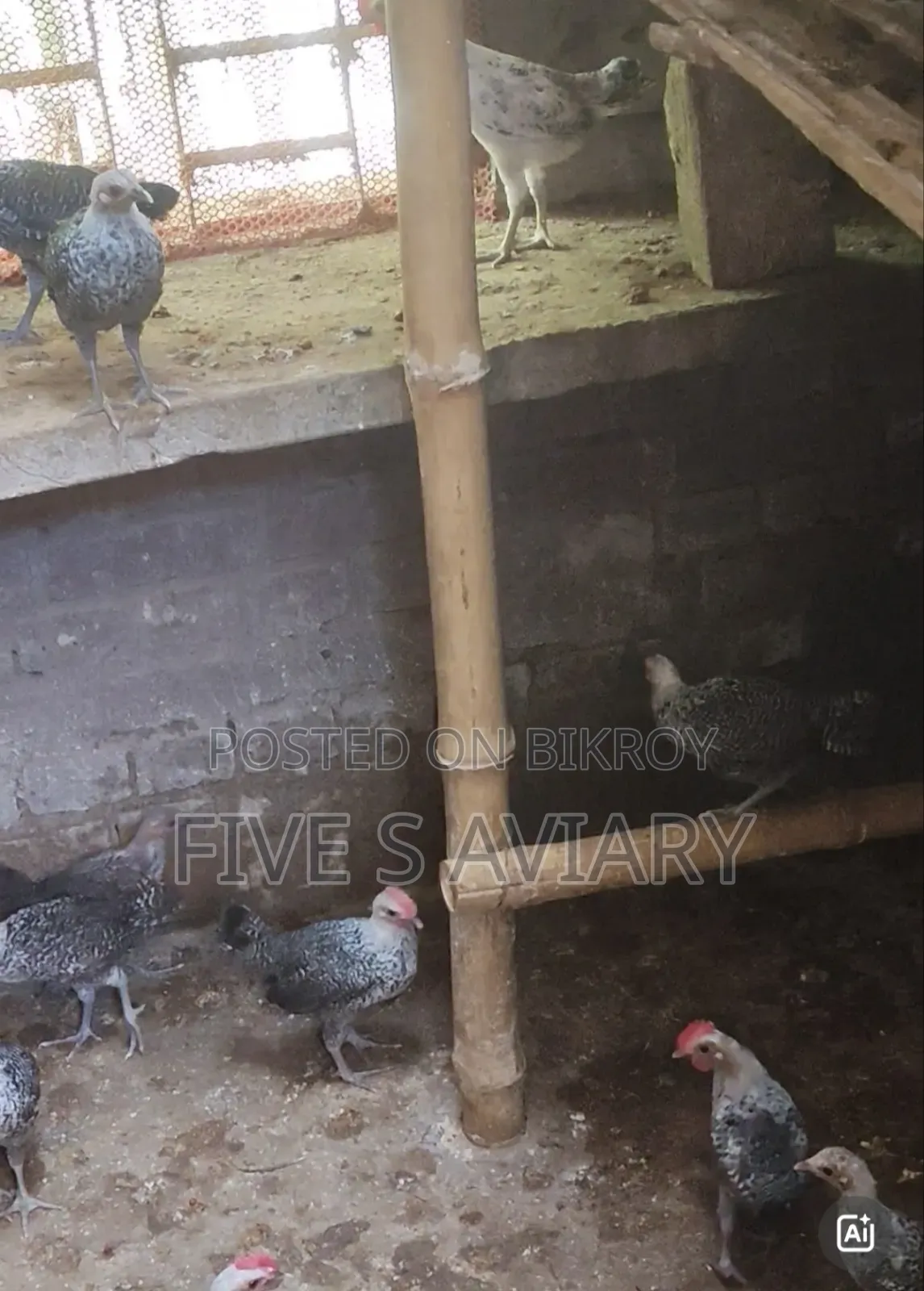 ফাওমি ও সোনালি মুরগির বাচ্চা