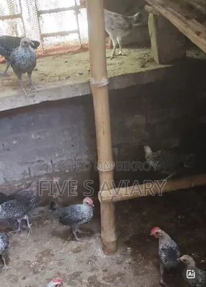 ফাওমি ও সোনালি মুরগির বাচ্চা