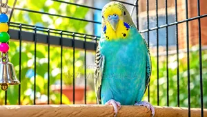 বাজিগর পাখি এডাল্ট