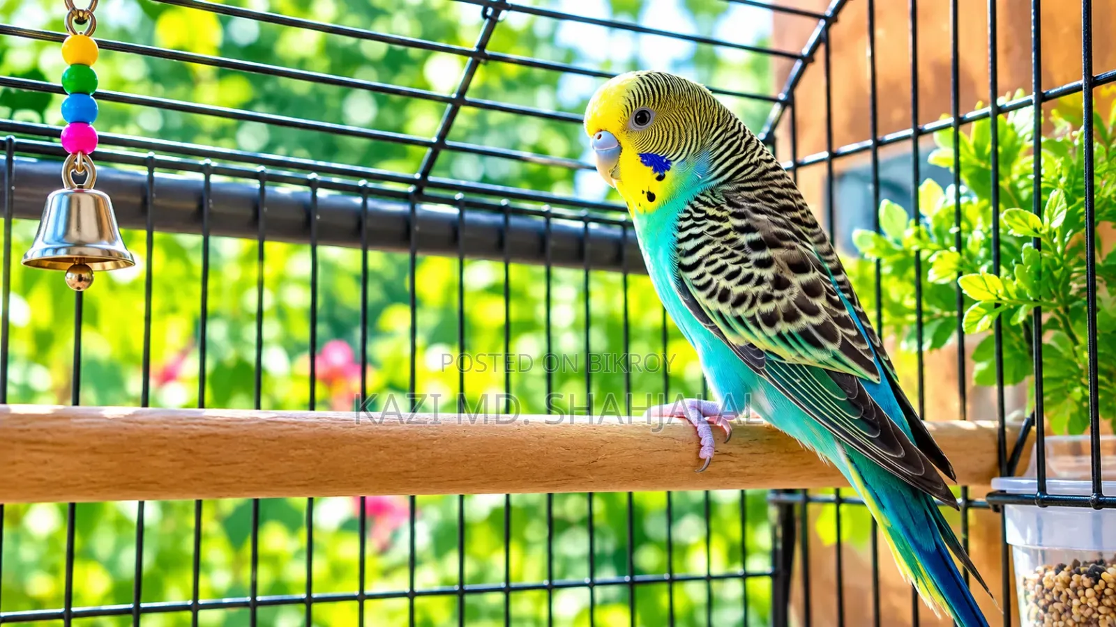 বাজিগর পাখি এডাল্ট
