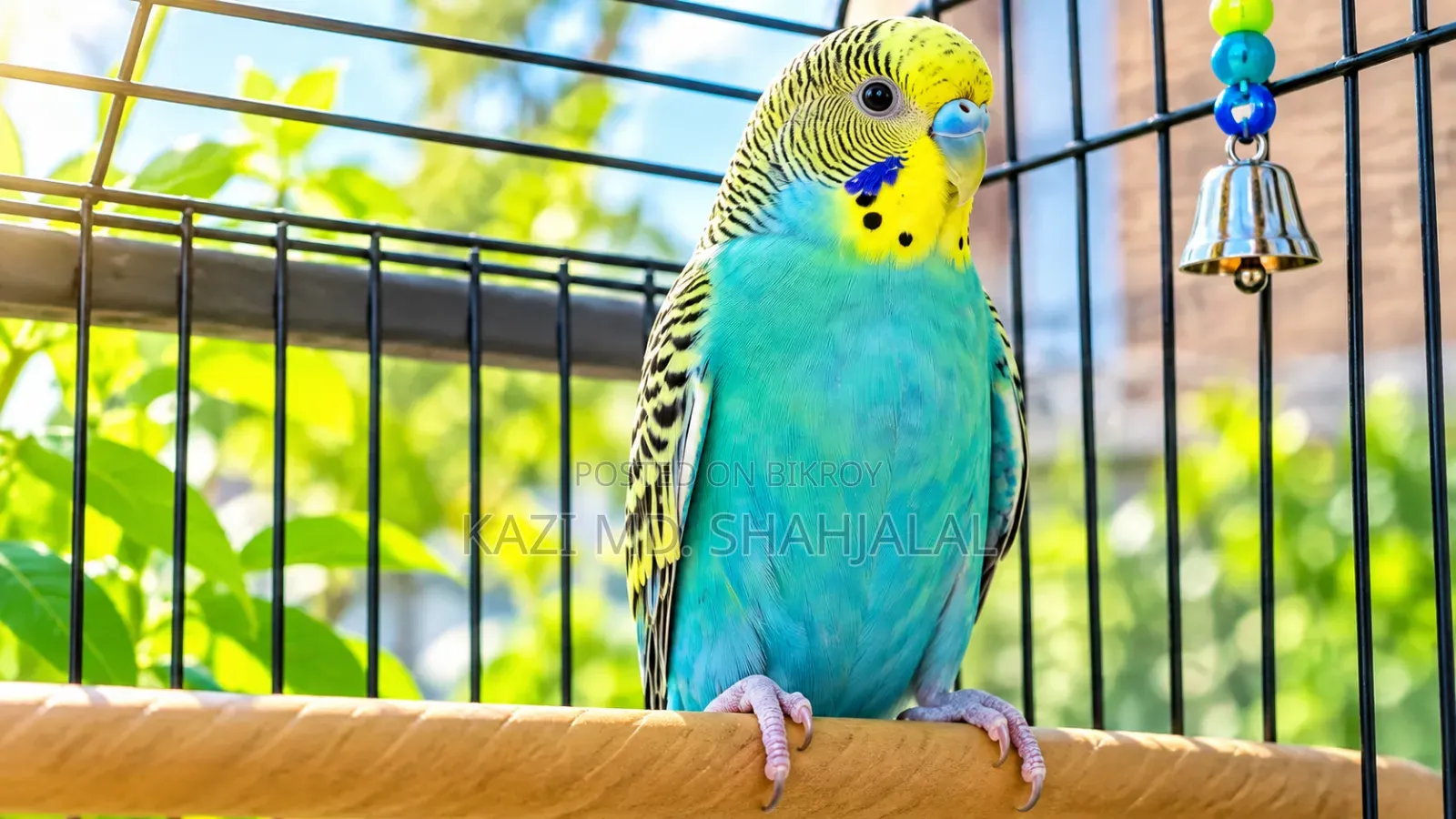 বাজিগর পাখি এডাল্ট